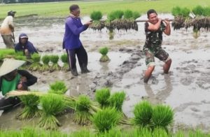 Anggota TNI Babinsa Desa Prangi Kecamatan Padangan Kabupaten Bojonegoro ketika membantu petani, Jum'at, 10/1/25