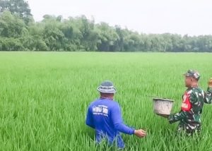 Babinsa Koramil Balen Bojonegoro Bantu Petani