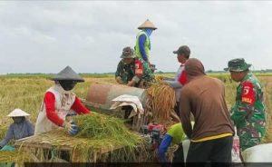 babinsa-sumberrejo-bojonegoro-bantu-petani-tlogohaji-memanen-padi