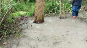 fenomena-alam-langka-air-menyembur-dari-bawah-pohon-klampis-di-sumberwangi