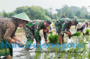 babinsa-koramil-bubulan-ajak-petani-wujudkan-ketahanan-pangan-lewat-tanam-padi