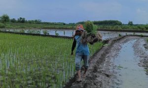 bojonegoro-genjot-tanam-padi-bidik-200-ribu-hektar-pada-2025