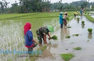 bojonegoro-genjot-produksi-padi-kodim-0813-aktif-dampingi-petani-tingkatkan-produksi-padi