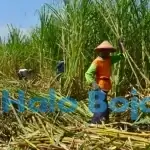 Petani saat menebang tebu. Foto: Istimewa