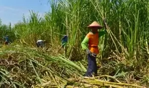 Petani saat menebang tebu. Foto: Istimewa