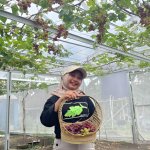 Potensi Agrowisata, Petik Buah Anggur langsung di Bandungrejo