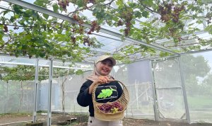 Potensi Agrowisata, Petik Buah Anggur langsung di Bandungrejo