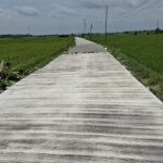 Program BKKD Selorejo Baureno Ubah Pematang Sawah Menjadi Jalan, Mudahkan Akses Transpotasi Petani