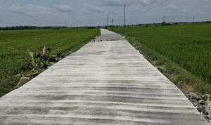 Program BKKD Selorejo Baureno Ubah Pematang Sawah Menjadi Jalan, Mudahkan Akses Transpotasi Petani