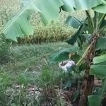 Petani Asal Ngantru Ngasem Bojonegoro Ditemukan Meninggal di Sawah