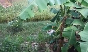 Petani Asal Ngantru Ngasem Bojonegoro Ditemukan Meninggal di Sawah