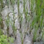 Sawah petani yang kurang produktif