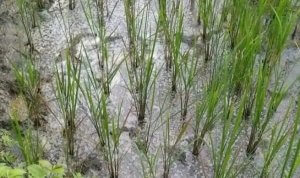 IMG-20260414-WA0020_copy_655x545 Sawah petani yang kurang produktif