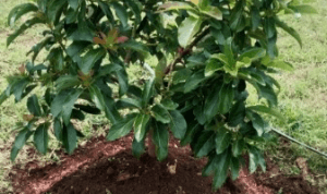 Pohon alpukat yang sudah ditanam