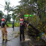 Pohon tumbang jalana balen