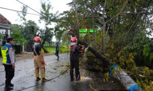 Pohon tumbang jalana balen