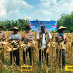 Serapan Jagung BULOG Bojonegoro Tembus 100,33 Persen