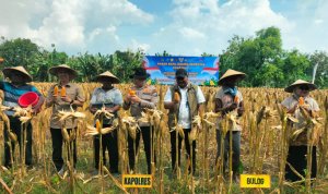 IMG_20260522 Serapan Jagung BULOG Bojonegoro Tembus 100,33 Persen