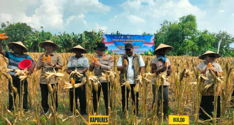 Serapan Jagung BULOG Bojonegoro Tembus 100,33 Persen