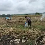 Polsek Bubulan Bersama Poktan Tani Mulyo Sukseskan Tanam