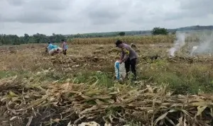 Polsek Bubulan Bersama Poktan Tani Mulyo Sukseskan Tanam