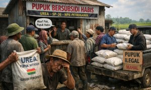 Kelangkaan Pupuk Bersubsidi di Malingmati Tambakrejo Picu Peredaran Pupuk Jalur Ilegal,