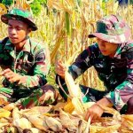TNI Yonif 885 bantu warga panen jagung