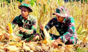 TNI Yonif 885 bantu warga panen jagung