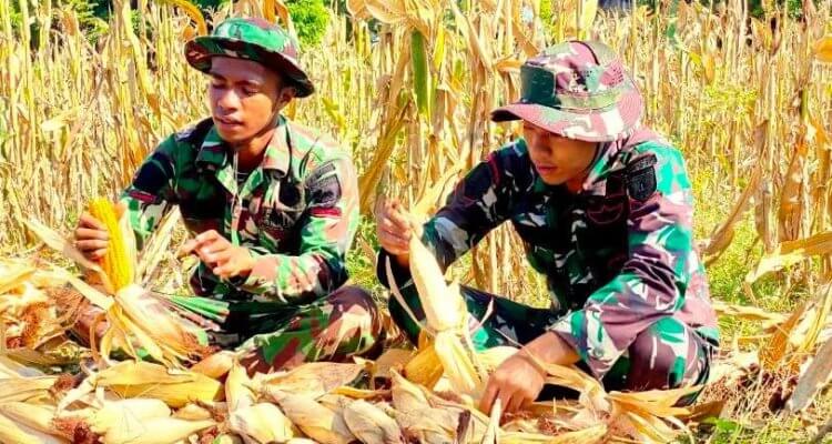 TNI Yonif 885 bantu warga panen jagung