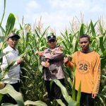 Kanit Binmas Polsek Kalitidu Dampingi Petani Rawat Tanaman Jagung di Desa Sukoharjo