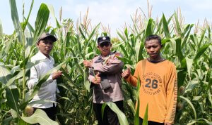 Kanit Binmas Polsek Kalitidu Dampingi Petani Rawat Tanaman Jagung di Desa Sukoharjo