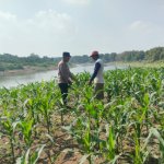 Polsek Bojonegoro Kota Intensif Dampingi Petani Jagung Dukung Ketahanan Pangan
