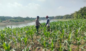 IMG_20260628_081839 Polsek Bojonegoro Kota Intensif Dampingi Petani Jagung Dukung Ketahanan Pangan