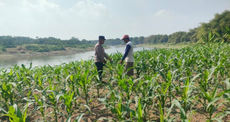 Polsek Bojonegoro Kota Intensif Dampingi Petani Jagung Dukung Ketahanan Pangan