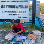 Genjot Pendapatan Peternak, Disnakkan Bojonegoro Gelar Pasar Telur GAYATRI