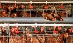 Disnakkan Bojonegoro Alokasikan Rp73,3 Miliar untuk Program GAYATRI