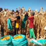 Polres Bojonegoro Dampingi Panen Jagung Warga