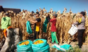 Polres Bojonegoro Dampingi Panen Jagung Warga