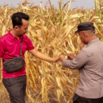 AKP. M.Sholeh Bersama Petani Panen Jagung