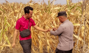 AKP. M.Sholeh Bersama Petani Panen Jagung