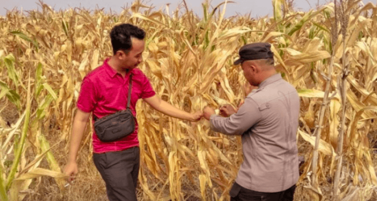 AKP. M.Sholeh Bersama Petani Panen Jagung