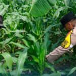 Kapolsek Gondang AKP Zakaria bersama petani panen jagung