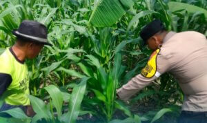IMG_20260816_182259 Kapolsek Gondang AKP Zakaria bersama petani panen jagung